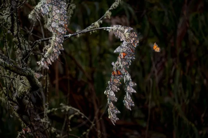 Monarch butterflies clustering on tree branches in nature wildlife photo