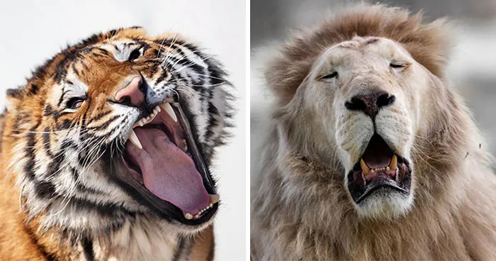 Wildlife Photographer Starts Yawning At Big Cats, Captures Their Reactions In 13 Photos
