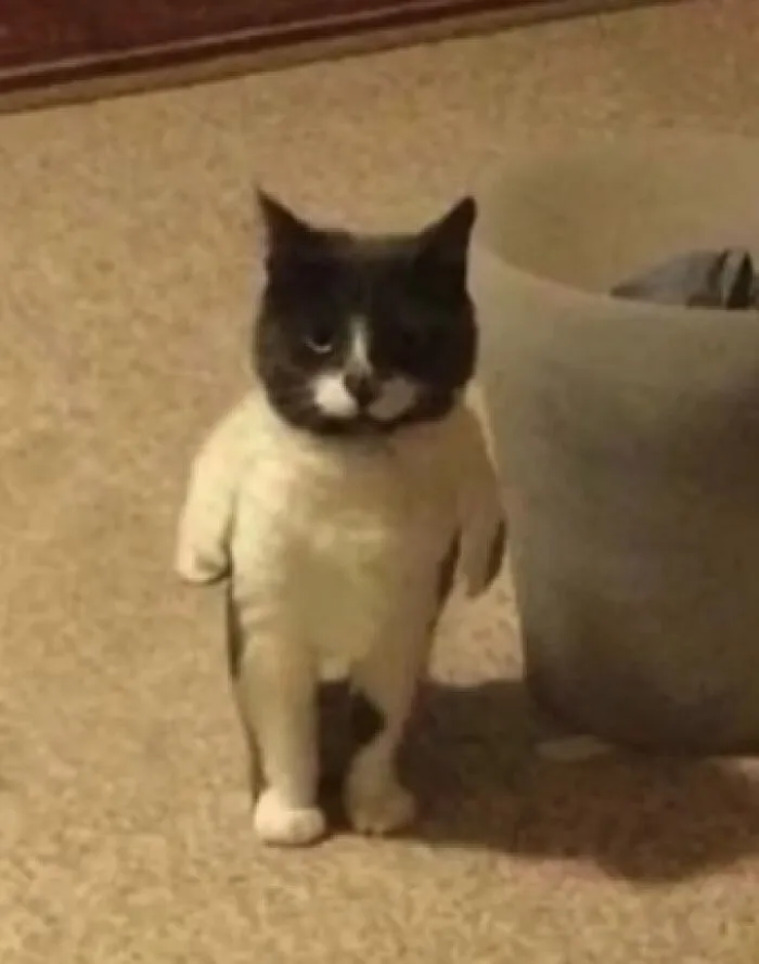 A black and white cat standing upright in a funny and confusing photo perspective.