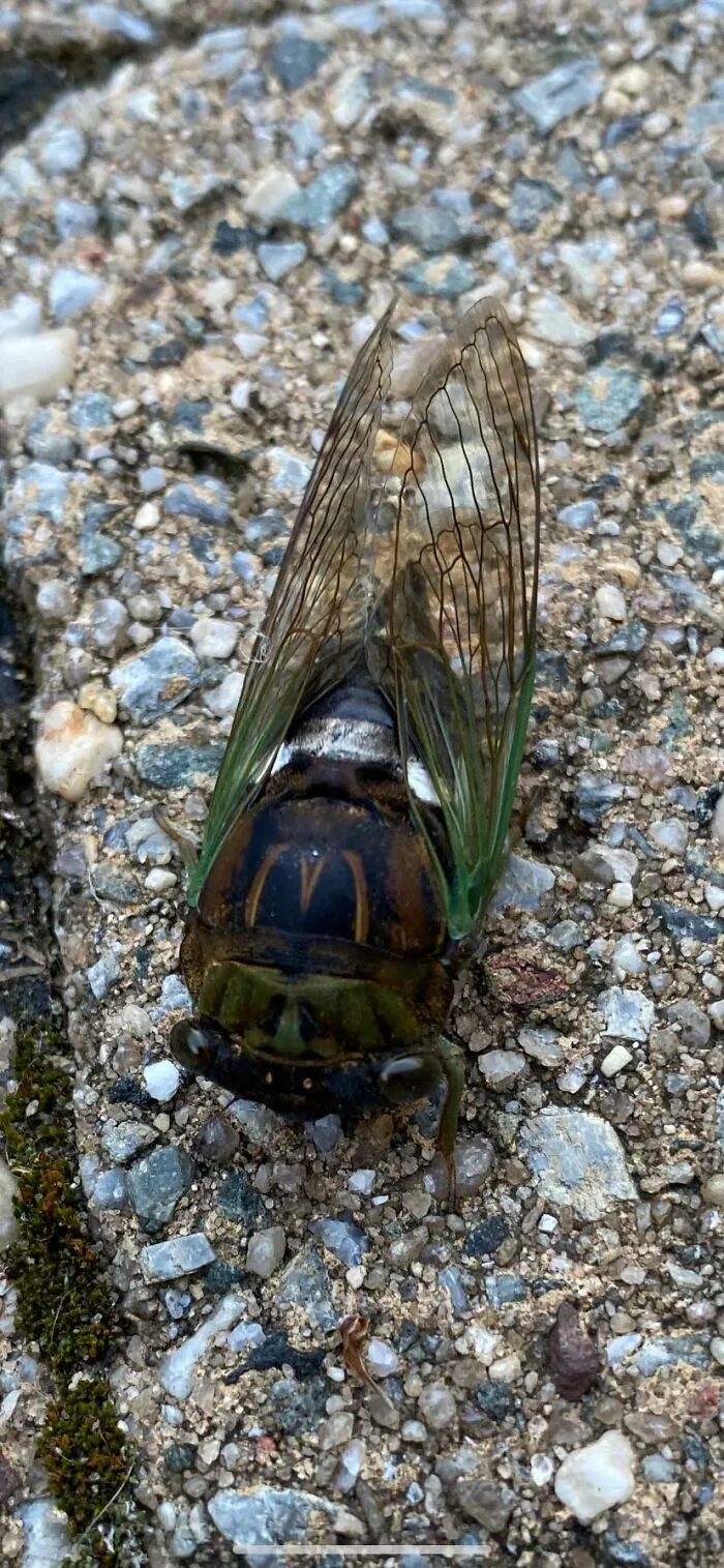 A perfectly confusing photo showing a close-up of a cicada resting on gravel, featuring McDonald's logo pattern.