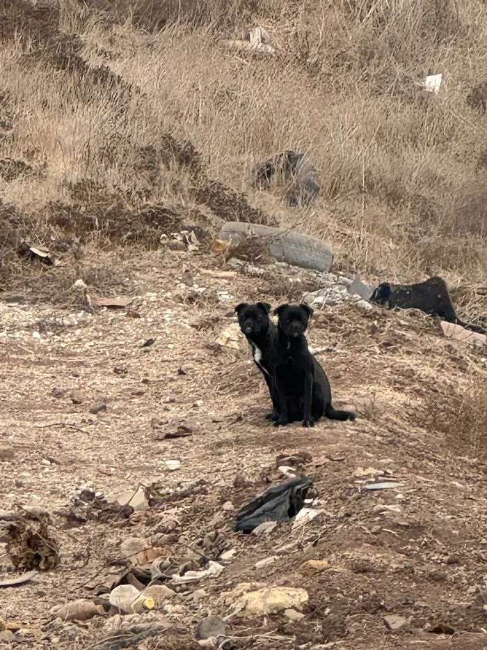 Two black dogs sitting together, creating a perfectly confusing photo that looks like one dog with two heads.