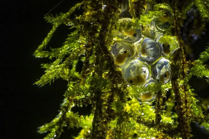 Close-up of frog eggs in moss with natural light in Siena International Photo Awards