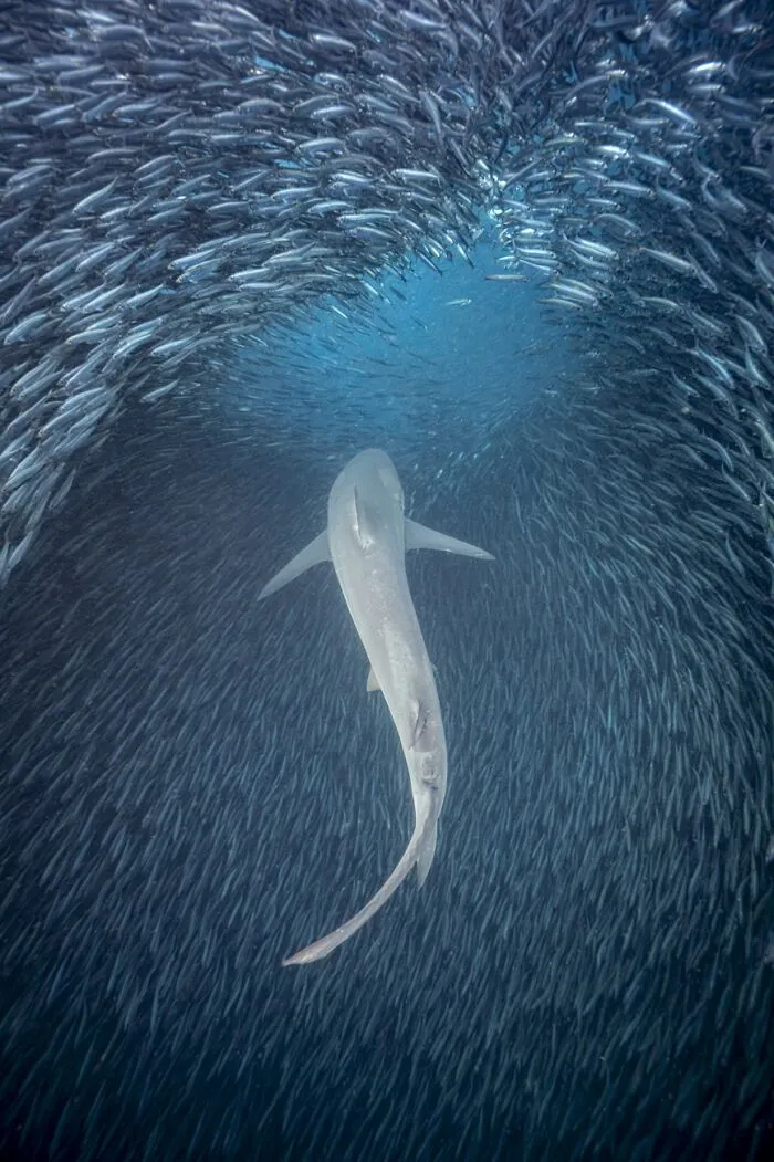 Dynamic wildlife photo of shark swimming surrounded by fish school