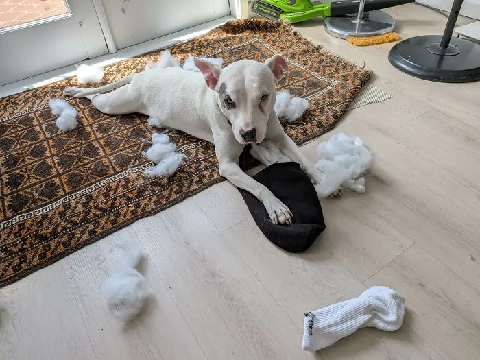 White dog on rug with stuffing from torn sock scattered around after seeking trouble