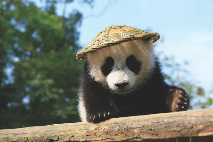Cute giant panda cub wearing a small woven hat on a tree branch in a forest