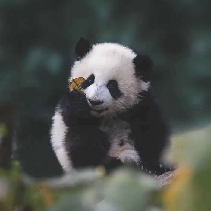 Giant panda cub holding a yellow leaf in a lush green habitat