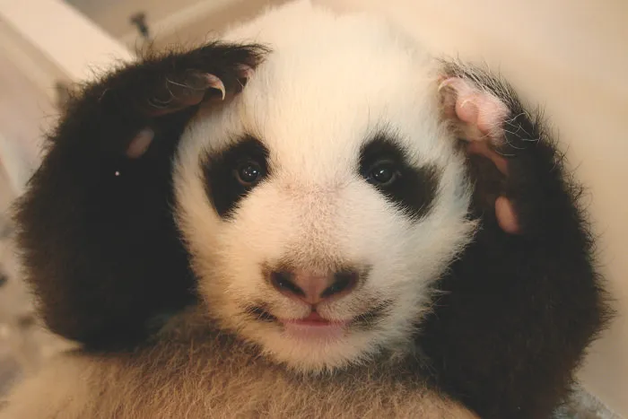 Adorable giant panda cub with paws on head