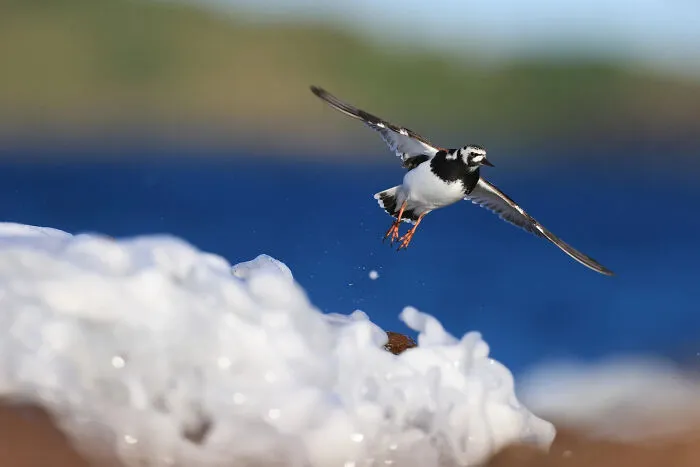 A small black and white bird gliding low over crashing ocean waves, from stunning bird photos.
