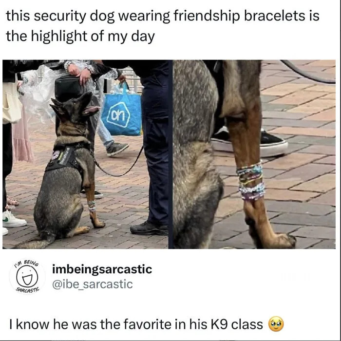 A security K9 dog wearing colorful friendship bracelets, shared as one of the wholesome moments on the internet.