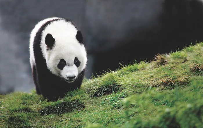 Giant panda walking on green grass in a natural habitat