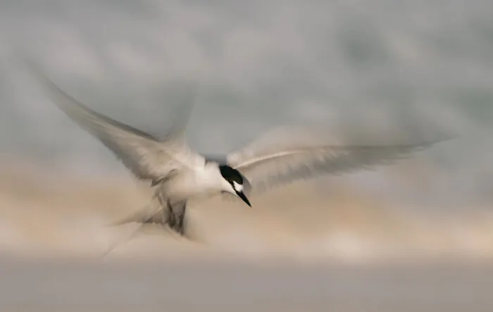 A soft focus image of a white bird flying gracefully over the water, from stunning bird photos.