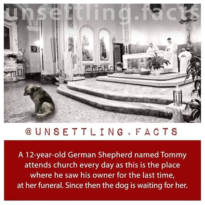 A loyal dog sitting in a church with creepy and unsettling facts about a German Shepherd waiting for its owner.