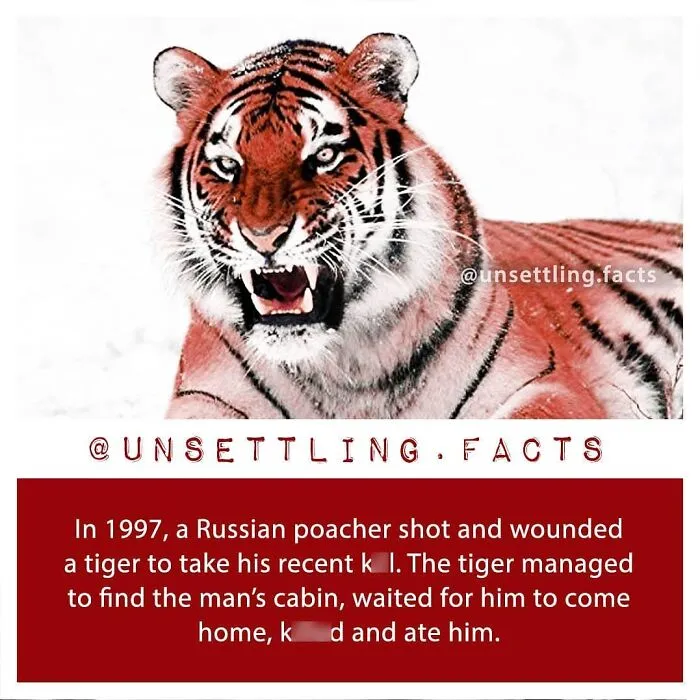 A roaring Siberian tiger highlighting creepy and unsettling facts about animal revenge