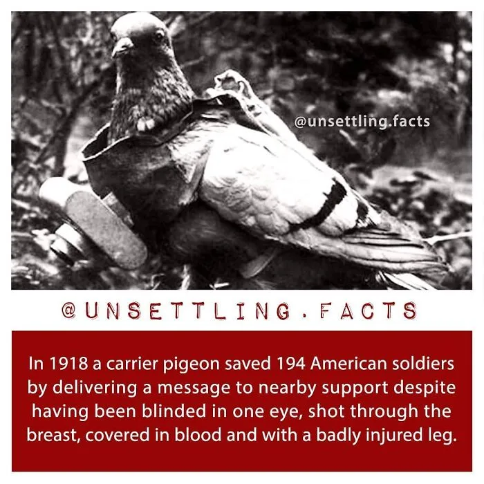 Brave carrier pigeon with military equipment, from a list of creepy and unsettling facts.
