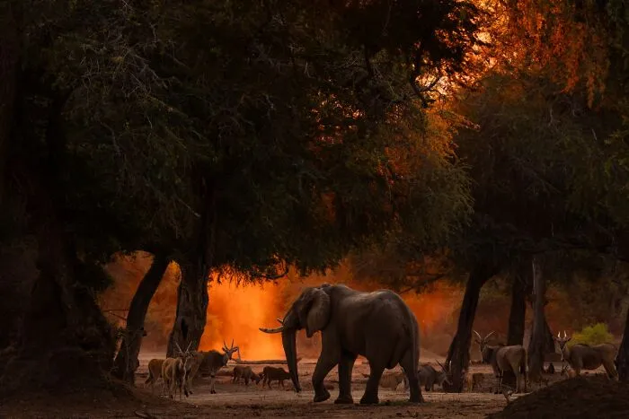 Elephant and antelope at sunset in breathtaking wildlife photo
