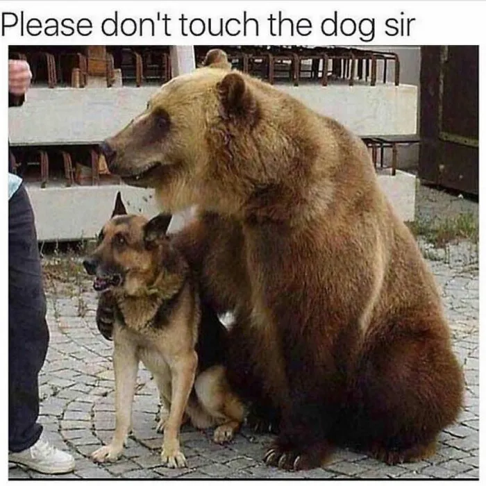 A funny redneck memes picture featuring a large brown bear putting its paw protectively over a German Shepherd.