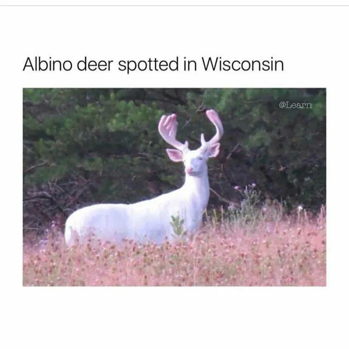 An albino deer standing in a field featured in hilarious rednecks memes.