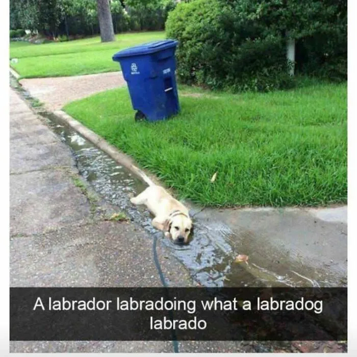 Funny redneck meme showing a yellow labrador dog lying in a water puddle next to a curb.