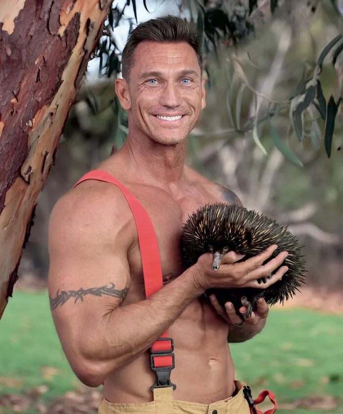 Muscular Australian firefighter holding an echidna near eucalyptus trees