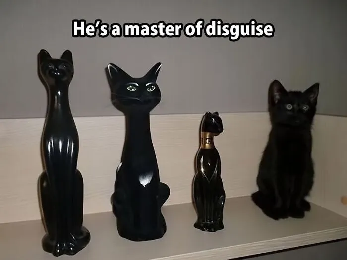 Black cat sitting among black cat figurines with disguise meme