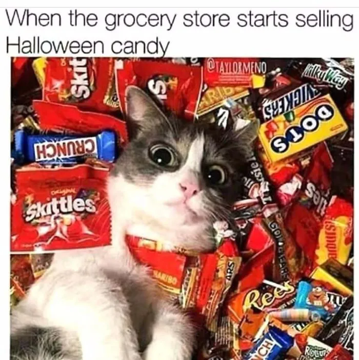 Relatable Halloween memes showing a cat with wide eyes lying happily in a massive pile of sweet Halloween candy.