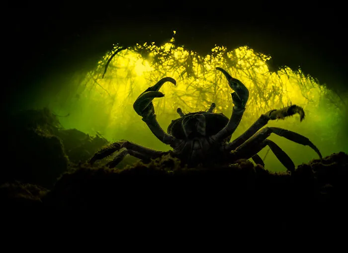 Silhouette of a freshwater crab underwater with claw raised, a stunning entry in NPOTY.
