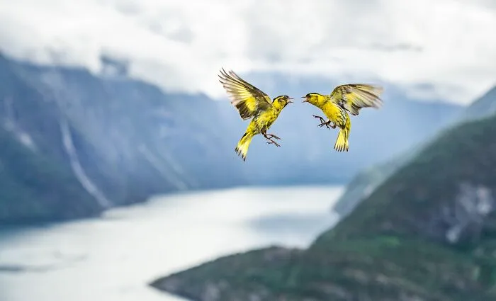 NPOTY wildlife photo of two yellow birds flying together over a scenic fjord landscape.