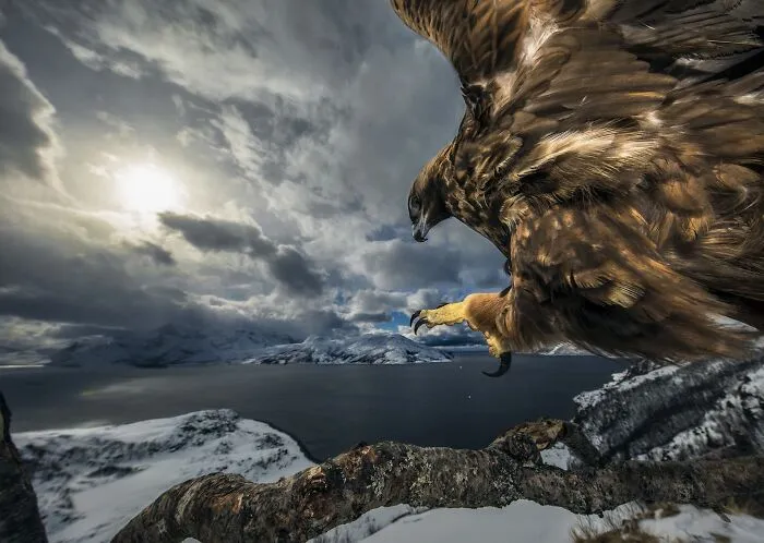 A golden eagle landing on a branch against a snowy landscape from NPOTY.