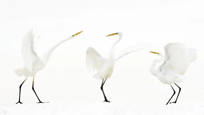 Three white egret birds dancing in snow for Npoty competition.