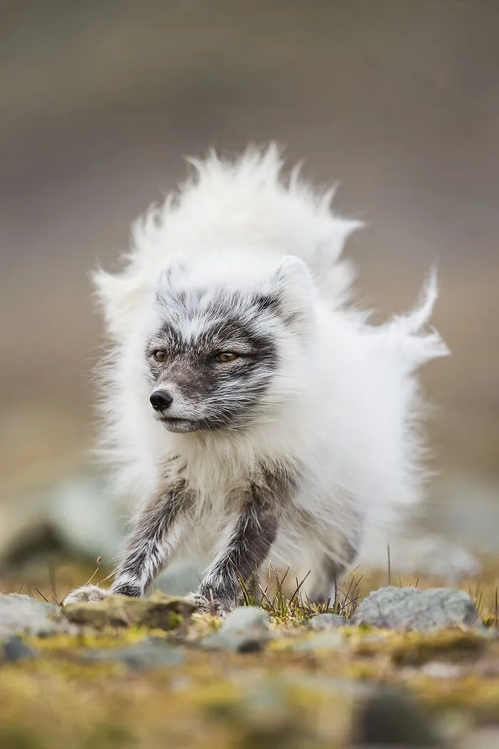 Fluffy arctic fox with windblown fur standing outside for Npoty.