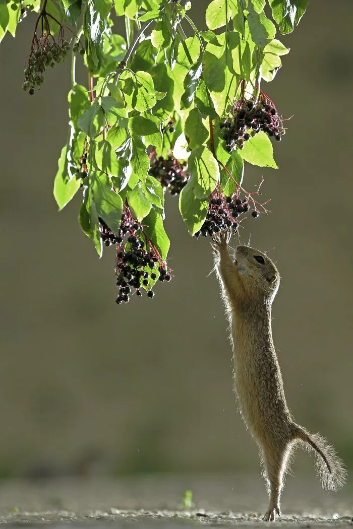 NPOTY photo of a ground squirrel stretching up to reach ripe elderberries hanging from a leafy branch.