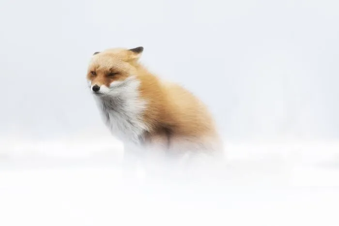NPOTY wildlife photo of a fluffy red fox sitting in a snowy white field.