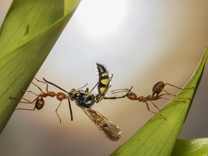 Award-winning Npoty macro shot of two Weaver ants holding a captured wasp between green leaves.