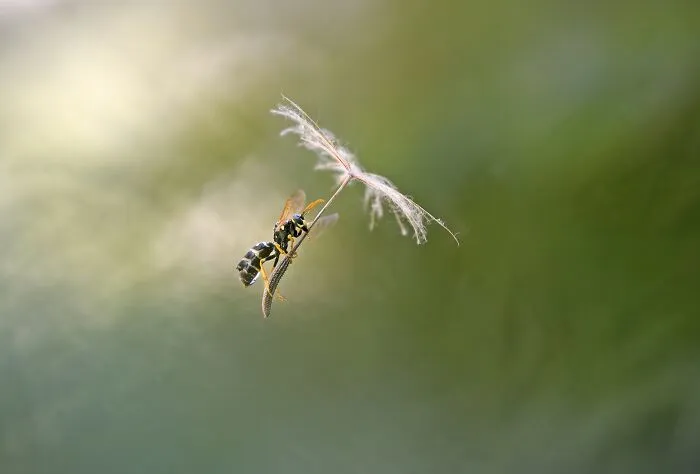 NPOTY macro photography shot of a wasp clinging to a floating dandelion seed.