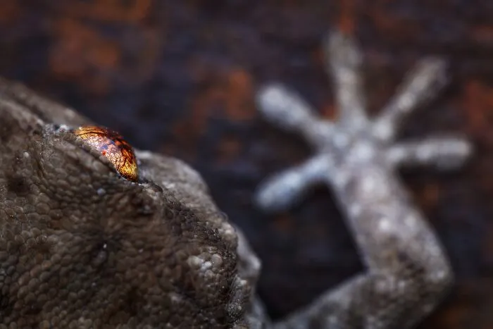 NPOTY nature photo showing a close-up macro detail of a gecko gecko eye and textured foot pads.