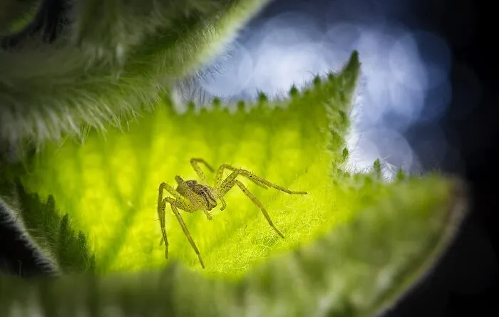 NPOTY close-up photo of a small spider resting inside a vibrant green fuzzy plant leaf.