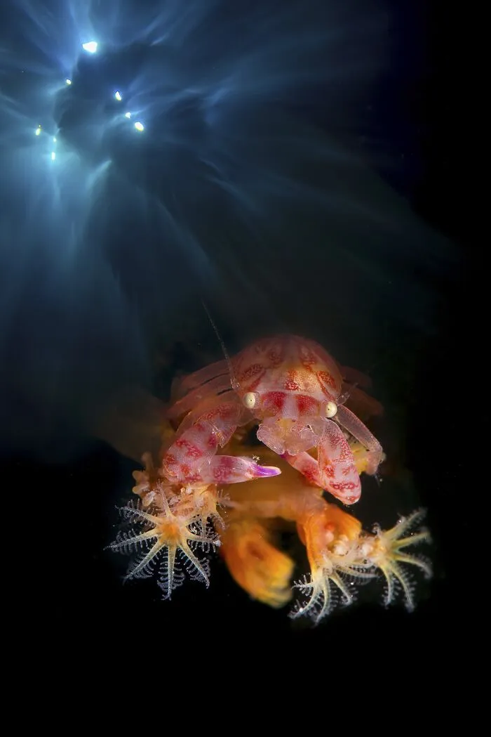 NPOTY underwater shot of a colorful porcelain crab resting on a soft coral reef.