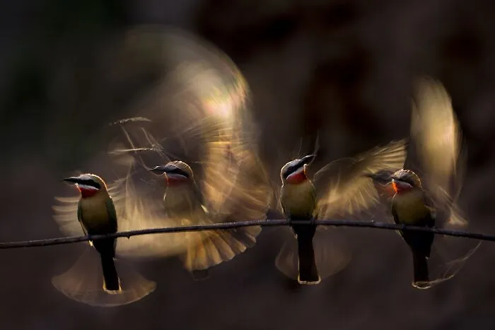 Long exposure Npoty wildlife photo capturing the motion of colorful bee-eater birds perched on a branch.