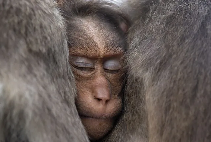 NPOTY macro photo of a young monkey sleeping peacefully snuggled between two adults.