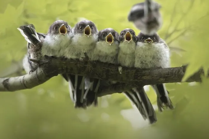 Row of small fledglings perched on a tree branch with open beaks, an entry in Npoty.