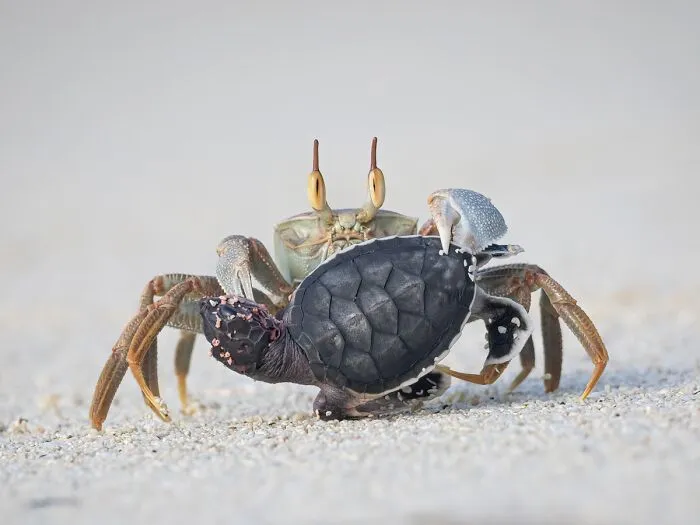 Ghost crab preying on a small sea turtle hatchling on white sand beach, Npoty nature photo