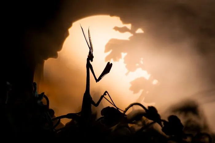 Silhouette of a praying mantis against a glowing warm background, an entry in Npoty.