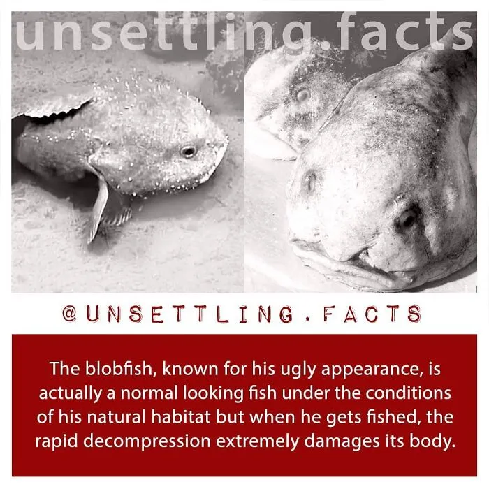 An unsettling fact showing a comparison of a blobfish inside and outside of its natural ocean habitat
