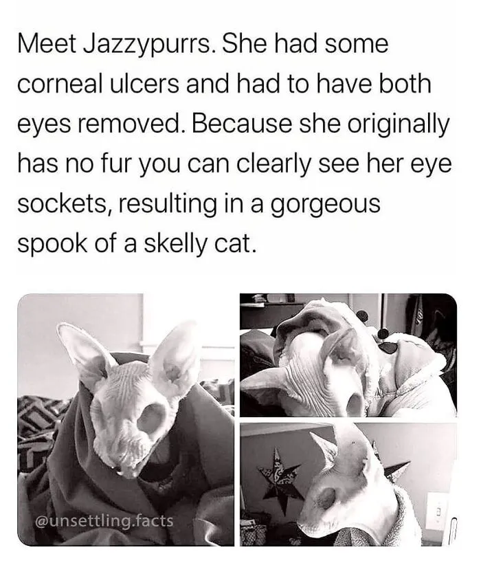 Three black and white photos of hairless cat Jazzypurrs, presenting creepy and unsettling facts.