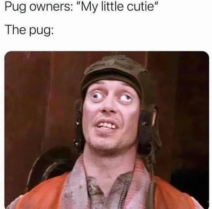 Humorous pug owner comparison meme starring Steve Buscemi to send to friends who love dogs.