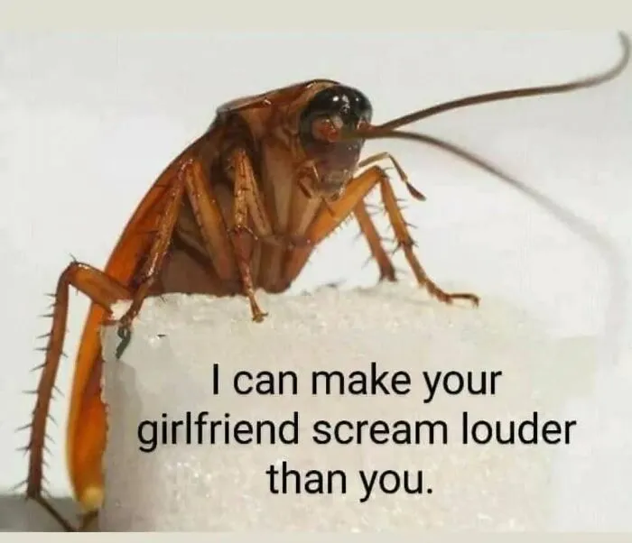 A funny cockroach meme featuring a cockroach on a sugar cube, representing random memes.