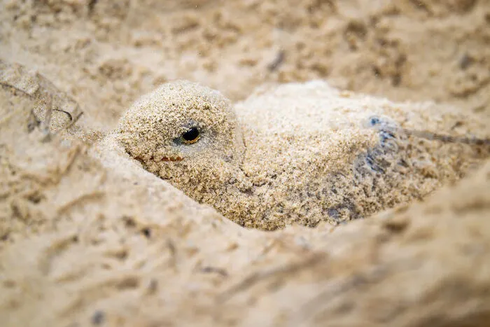 A tiny, sand-covered bird camouflaged on a beach, featured in stunning bird photos.