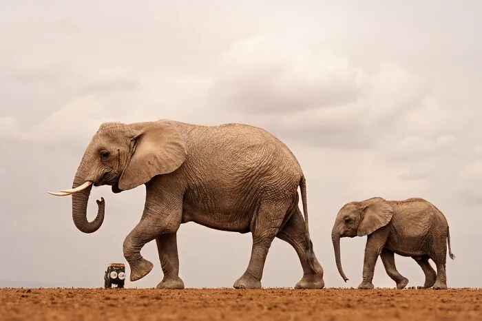 Adult and baby elephant walking in dry landscape best pics 2026