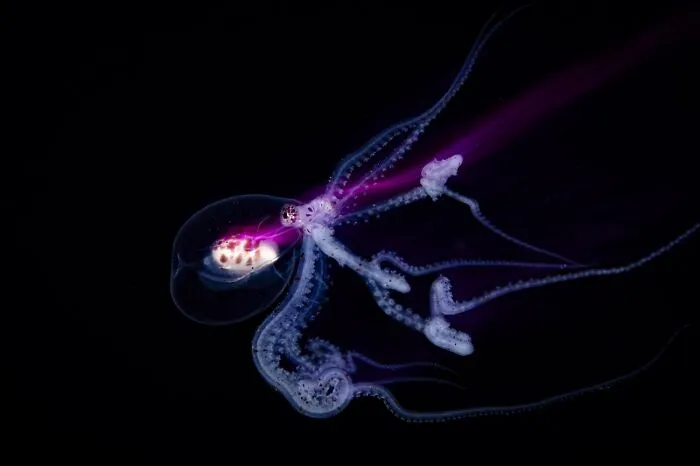 Close-up wildlife photo of glowing deep sea octopus