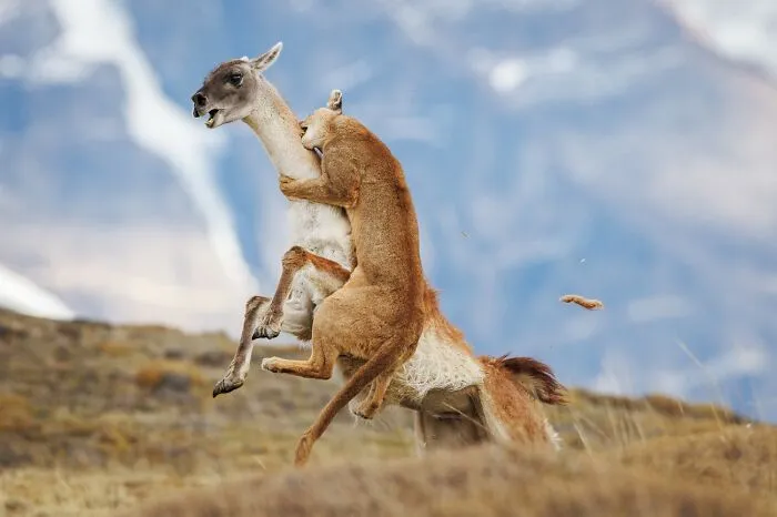 Mountain lion attacking a deer captured in wildlife action photo